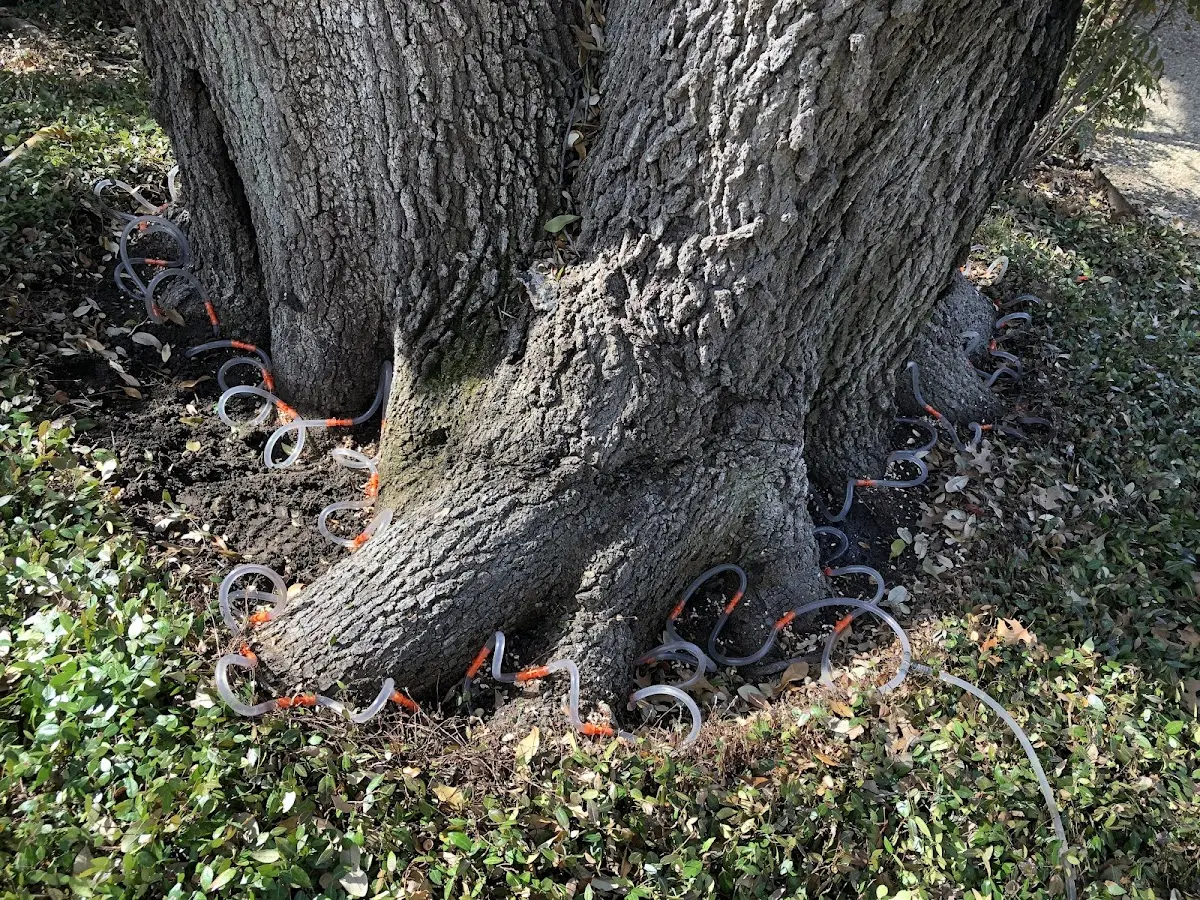 Detailed Tree Cabling and Bracing job site in Manilla